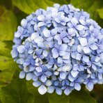 Hortenzia veľkolistá (Hydrangea macrophylla) ´ADRIA´  - výška 20 - 40cm, kont. C3L